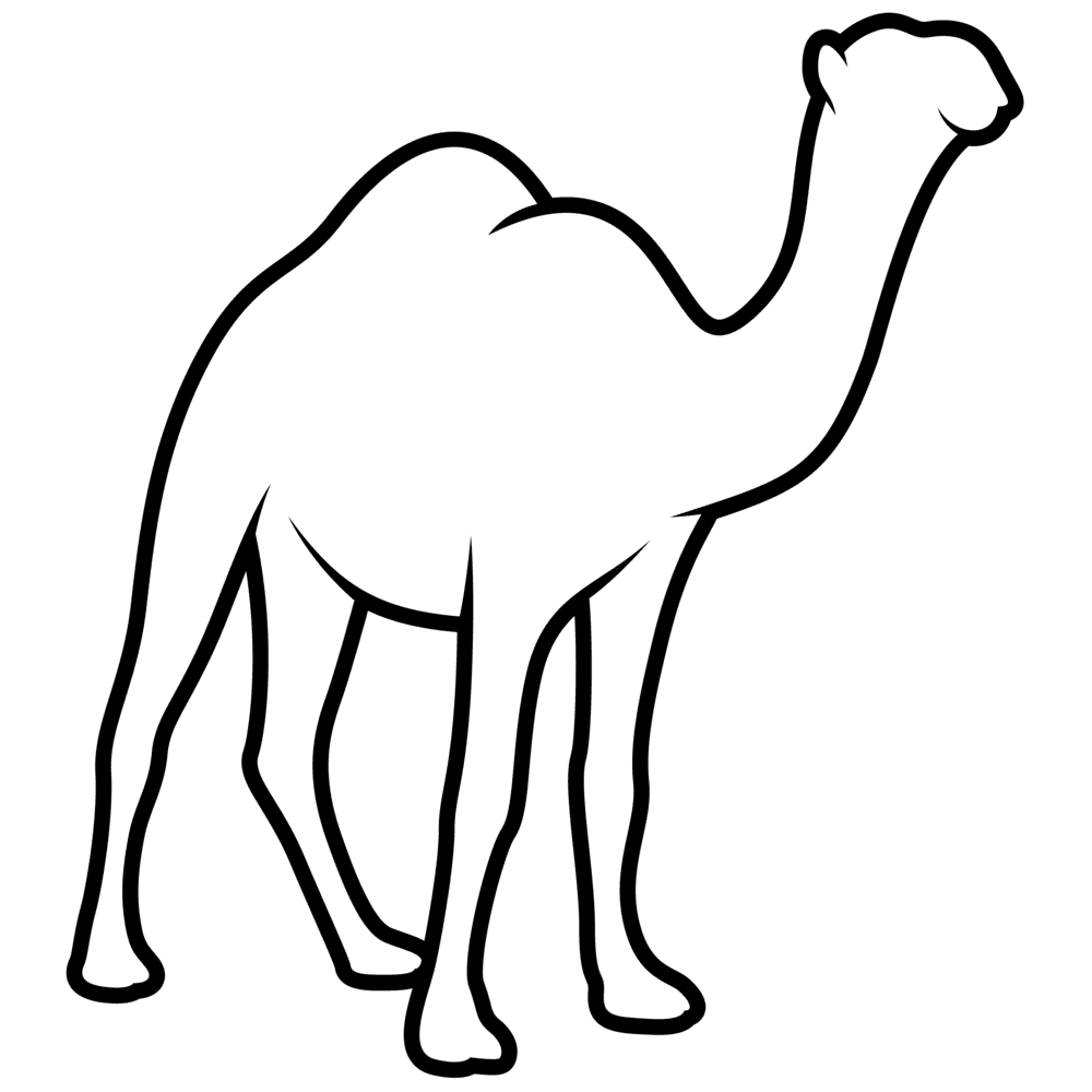 Camel