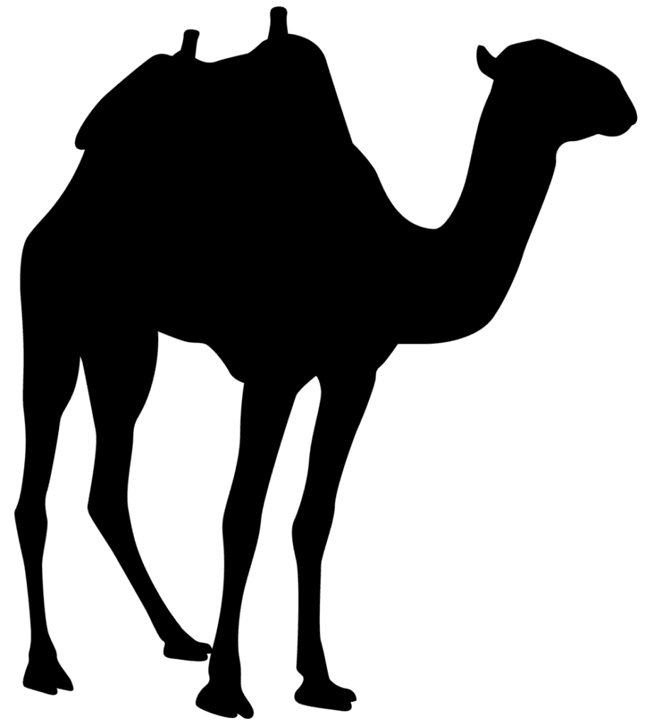 Camel