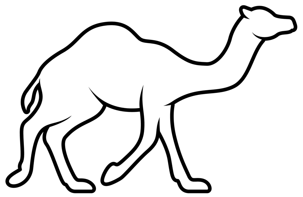 Camel