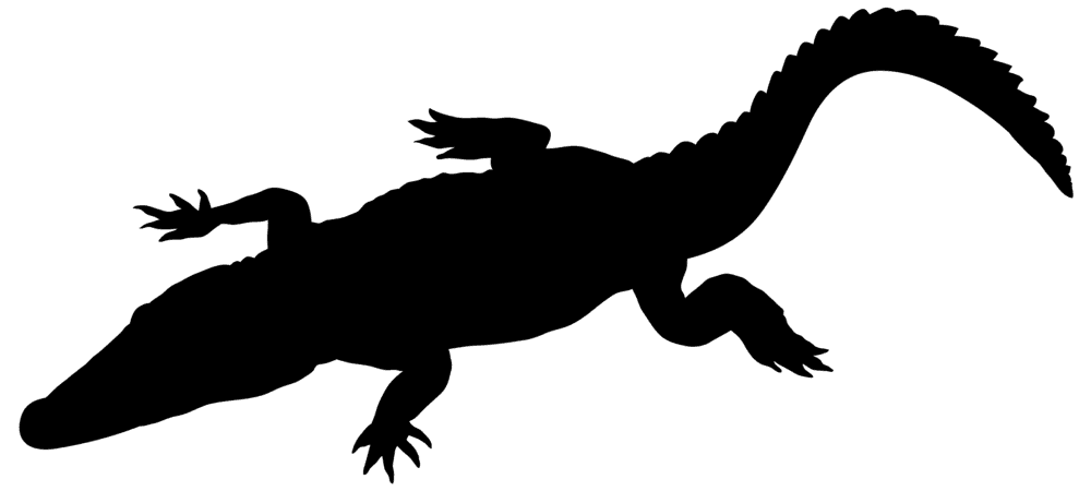 Crocodile