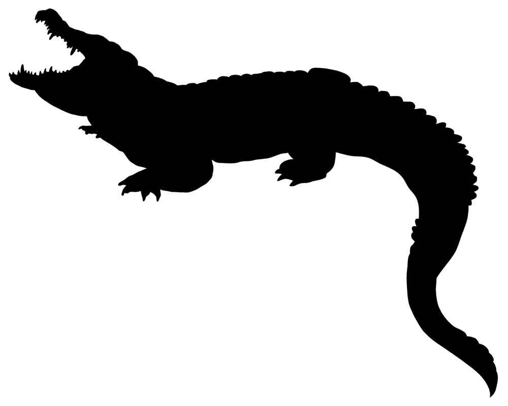 Crocodile