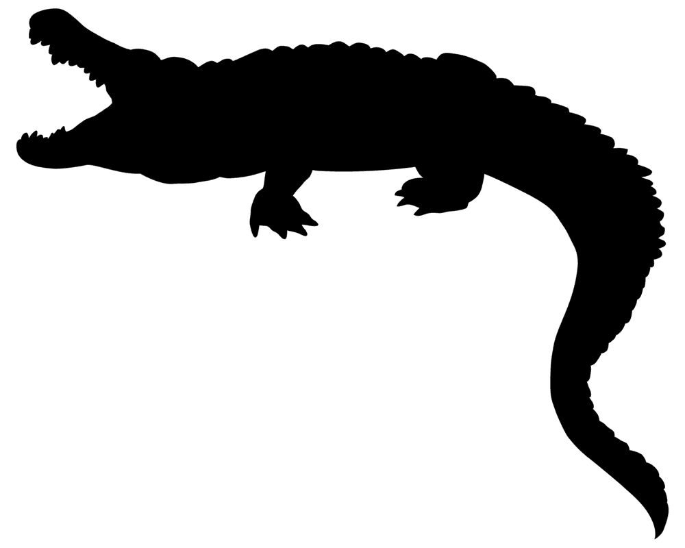 Crocodile