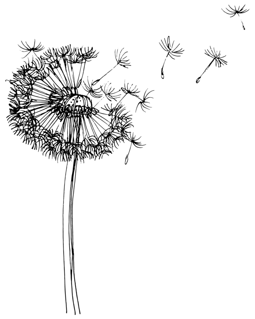Dandelion