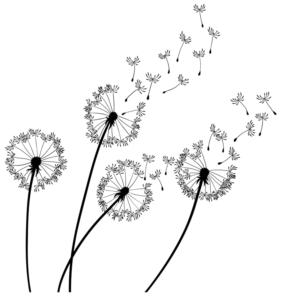 Dandelion
