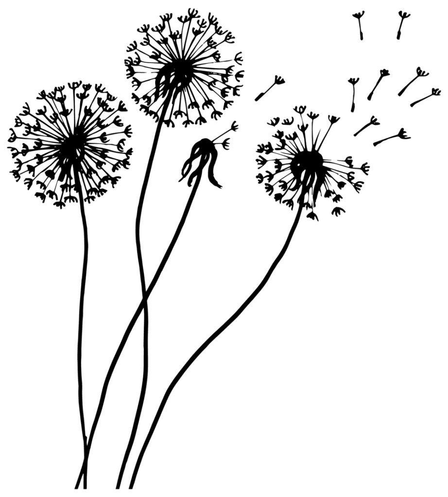 Dandelion