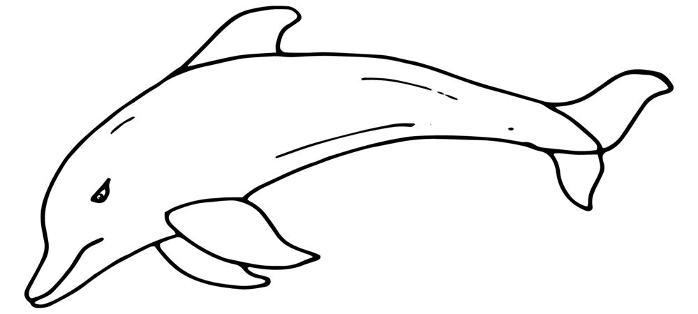 Dolphin