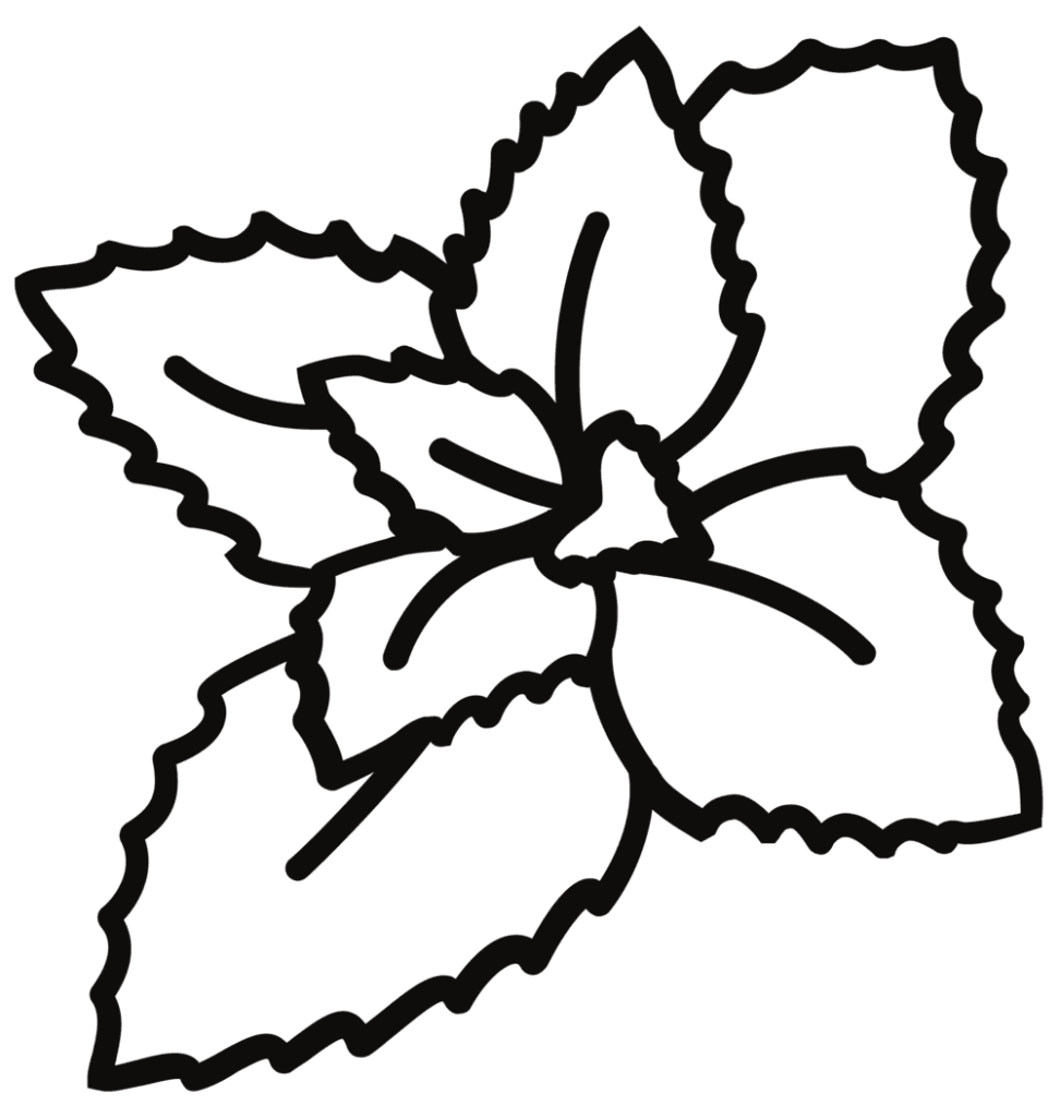 Mint leaf