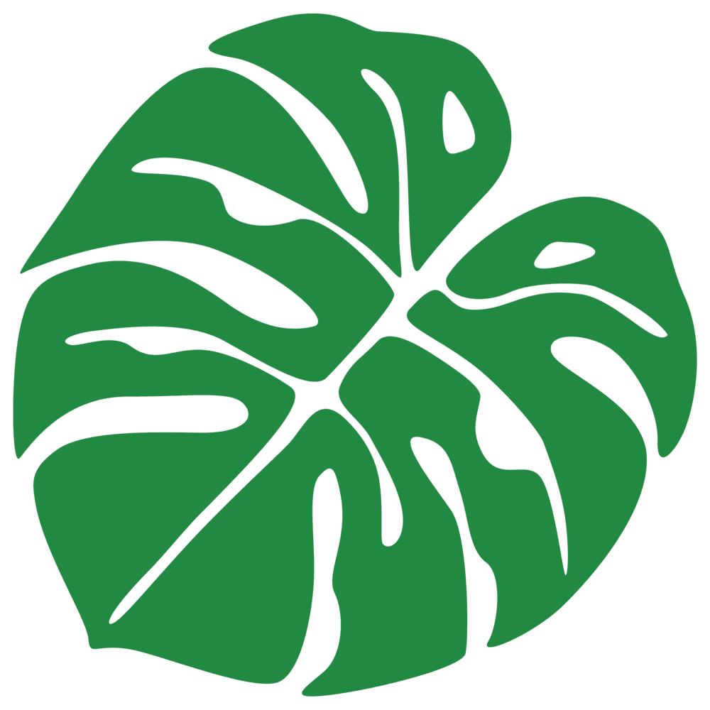 Monstera leaf