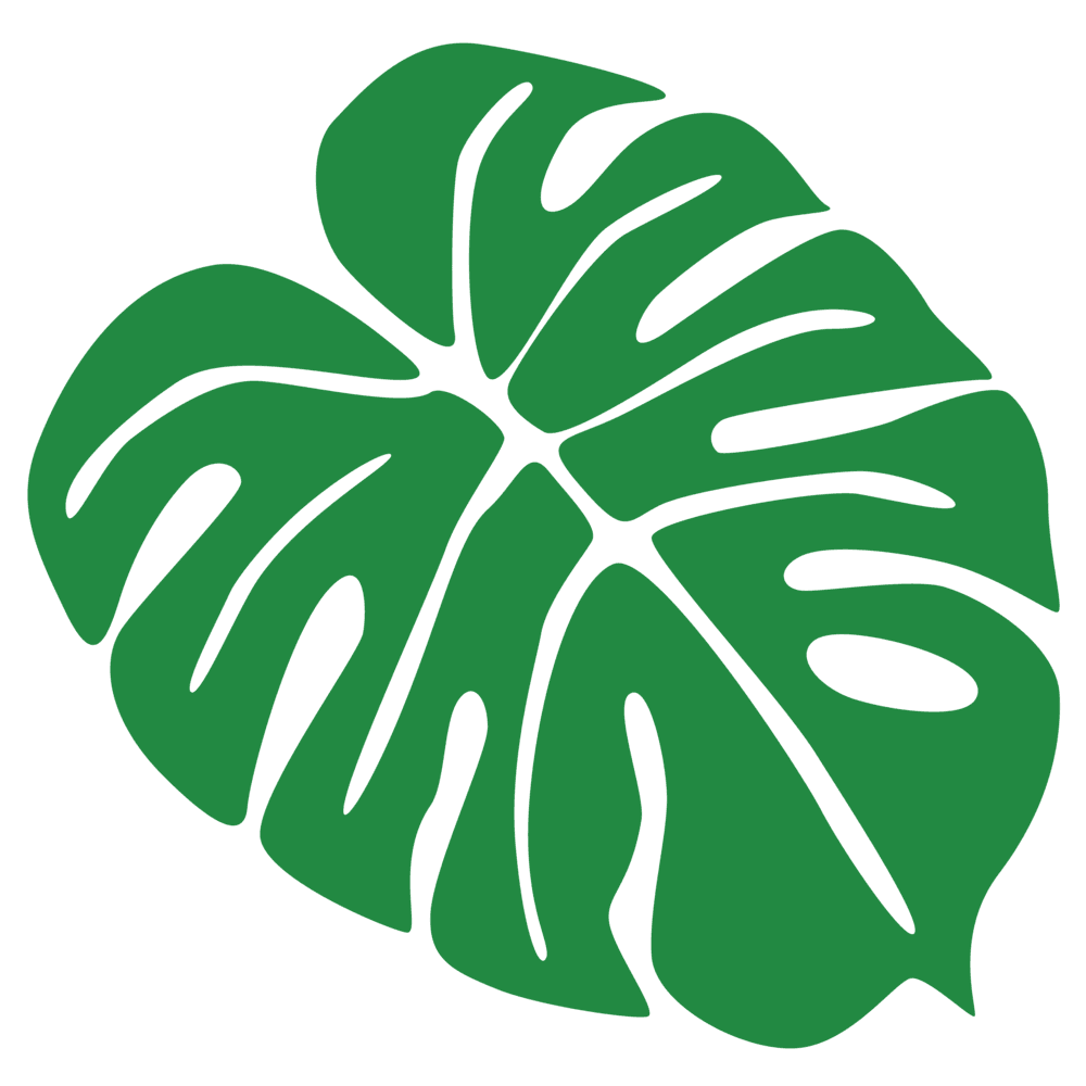 Monstera leaf