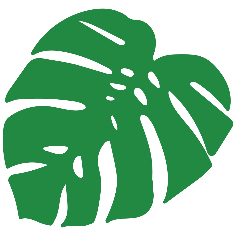 Monstera leaf