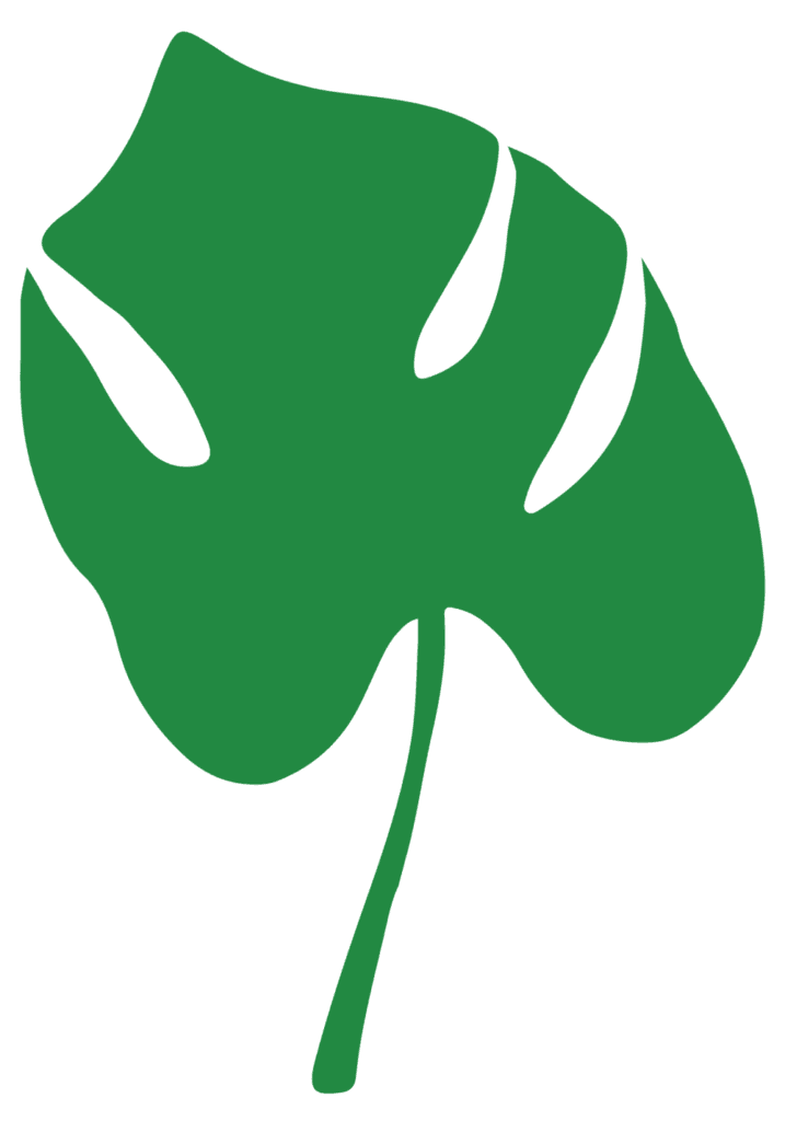 Monstera leaf